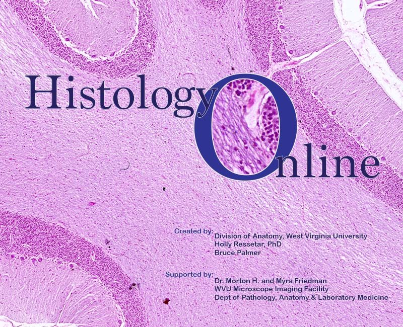 Histology Online Atlas